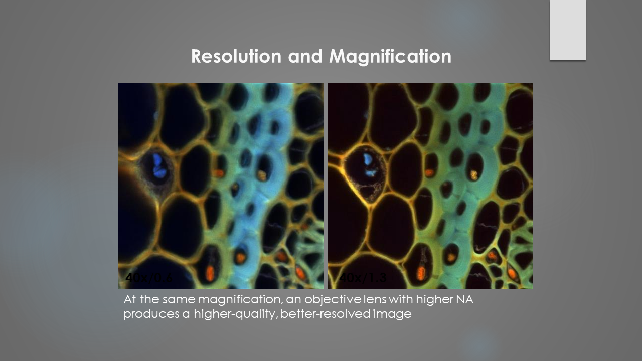 Image showing the effect of resolution and magnification on an Image Microscopy Explained - Resolution and Magnification