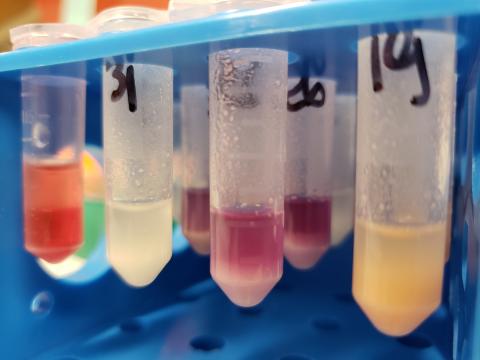 Eppenrrof tubes filled with colored liquids in a lab
