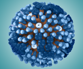 A generic Influenza virus