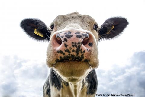 A cow