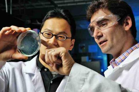 Scientists looking at a Petri dish