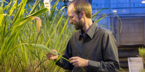Photo of Ed Buckler in a greenhouse