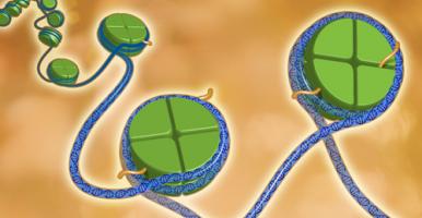 cartoon showing DNA wrapped around histone proteins representing the empigenomics facility