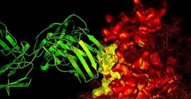 artistic rendering of biomolecular interactions - "Antibody B12" by National Institutes of Health (NIH) is licensed under CC BY-NC 2.0.