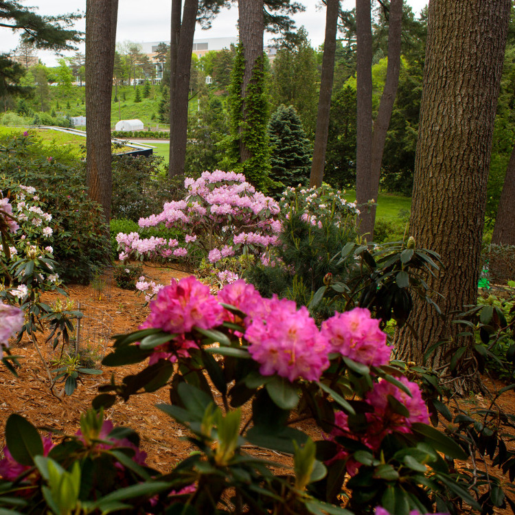 Cornell Plantations
